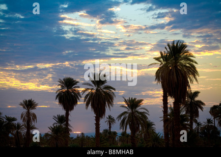 Termine Palmen auf Wüste Sahara. Silhouette-Ansicht in Banganarti Dorf in der Nähe von Old Dongola und Nil in Nubien Nord-Sudan Stockfoto