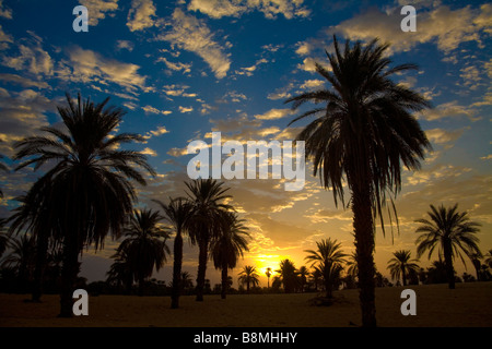 Bäume Palmenhain in Banganarti in der Nähe von Old Dongola am Nil Fluss Nubien Sudan Stockfoto