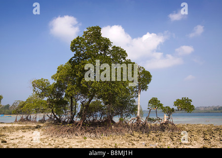 Indien-Andamanen und Nikobaren Havelock Island Nummer 2 Strand Mangroven Stockfoto