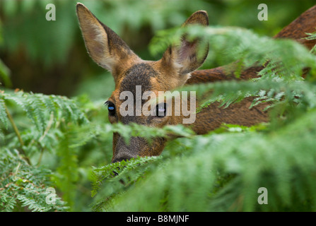 Rehe Capreolus Capreolus UK Stockfoto