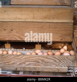 Eiern aus Freilandhaltung Hühner im Hühnerstall direkt auf ein Förderband gelegt Stockfoto