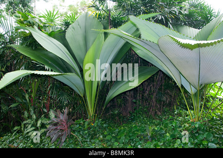Lake Garden Herzen von Kuala Lumpur Rotwild Schmetterling Vogel Park Carcosa Seri Negara Orchid Hibiscus Garten. Stockfoto