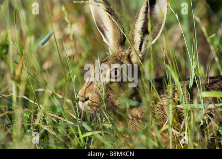 Feldhase Lepus Europaeus UK Stockfoto