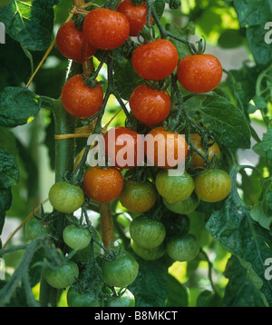 Reifung Fachwerk Cherrytomaten Gärtner Freude mit Wassertropfen nach dem Gießen Stockfoto
