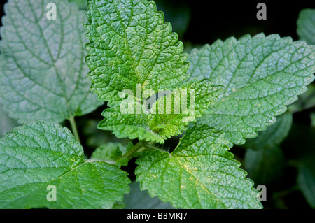 Nahaufnahme von Melissa Officinalis (Zitronenmelisse) Blätter. Stockfoto