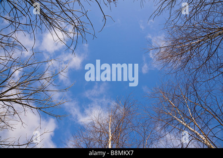 Blick zum blauen Himmel durch silberne Birken, Betula pendula, mit flauschigen weißen Wolken Stockfoto