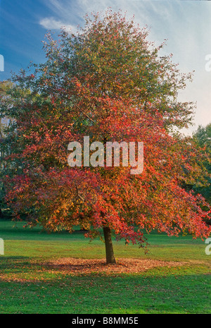 Nyssa Sylvatica (schwarze Tupleo oder saure Kaugummi) ist ein einheimischer nordamerikanischen Baum, gezeigt, dass hier im Herbst Farbe. Seine Früchte sollen Vögel. Stockfoto