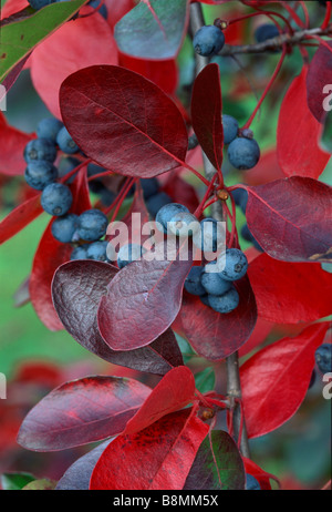 Nyssa Sylvatica (schwarze Tupleo oder saure Kaugummi) ist ein einheimischer nordamerikanischen Baum, gezeigt, dass hier im Herbst Farbe. Die Früchte ziehen Vögel. Stockfoto