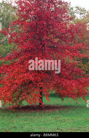 Nyssa Sylvatica (schwarze Tupleo oder saure Kaugummi) ist ein einheimischer nordamerikanischen Baum, gezeigt, dass hier im Herbst Farbe. Die Früchte ziehen Vögel. Stockfoto