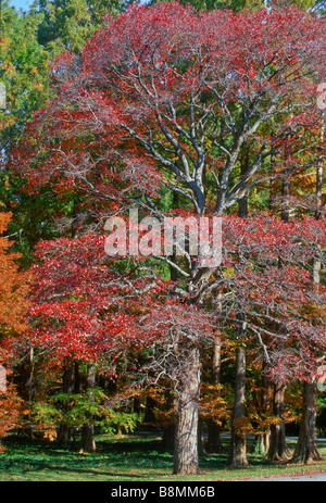 Nyssa Sylvatica (schwarze Tupleo oder saure Kaugummi) ist ein einheimischer nordamerikanischen Baum, gezeigt, dass hier im Herbst Farbe. Die Früchte ziehen Vögel. Stockfoto