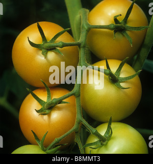 Reifung von grün bis rot Tomaten Obst Dachstuhl in einem kommerziellen Gewächshaus der richtige Zeitpunkt für die Kommissionierung Stockfoto