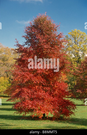 Nyssa Sylvatica (schwarze Tupleo oder saure Kaugummi) ist ein einheimischer nordamerikanischen Baum, gezeigt, dass hier im Herbst Farbe. Seine Früchte sollen Vögel. Stockfoto