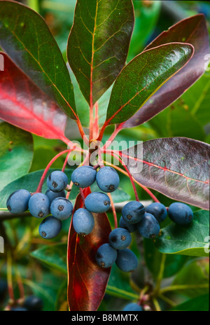 Nyssa Sylvatica (schwarze Tupleo oder saure Kaugummi) ist ein einheimischer nordamerikanischen Baum gezeigt, hier im frühen Herbst die Früchte ziehen Vögel. Stockfoto