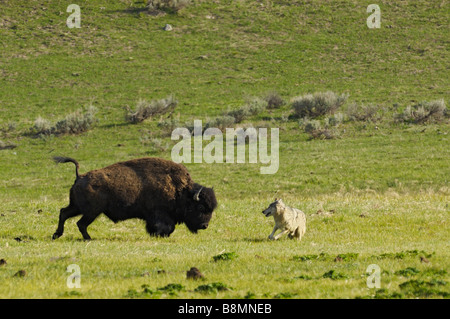 Buffalo Wolf Konfrontation Stockfoto