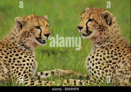 Gepard-Geschwister Stockfoto