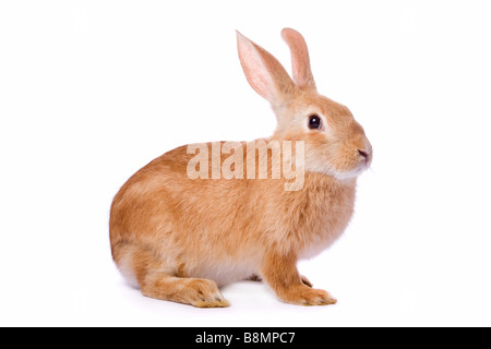 Neugierige junge rote Kaninchen isoliert auf weißem Hintergrund / / / Osterhasen ausgeschnitten weißen Hintergrund Ausschnitt süß beobachten lustige neugierigen Schnüffelei Haustier Stockfoto