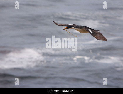 König/Imperial Shag (Phalacrocorax Atriceps Albiventer) fliegen über die Falklandinseln. Stockfoto