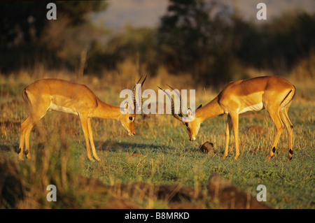 Impala-Herausforderung Stockfoto