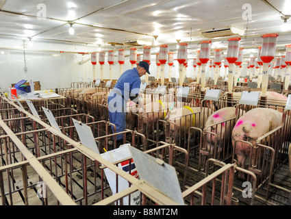 Hog Züchtung durch künstliche Befruchtung Stockfoto