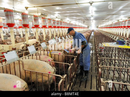 Hog Züchtung durch künstliche Befruchtung Stockfoto