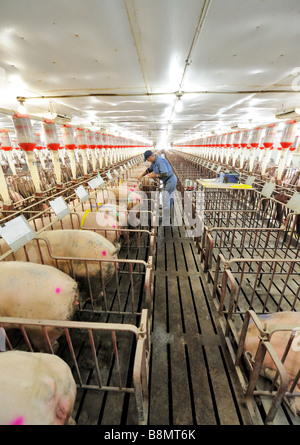 Hog Züchtung durch künstliche Befruchtung Stockfoto