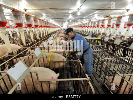 Hog Züchtung durch künstliche Befruchtung Stockfoto