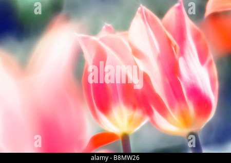 Sonnendurchflutetes rosa Tulpe Blume Duo Stockfoto