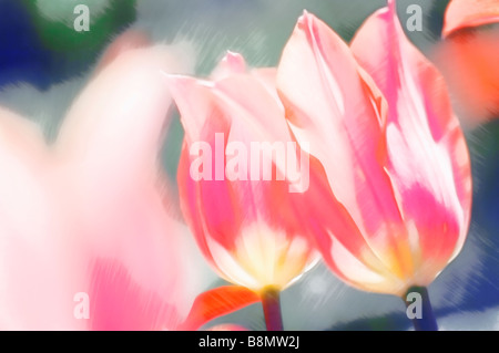 Sonnendurchflutetes rosa Tulpe Blume Duo Stockfoto