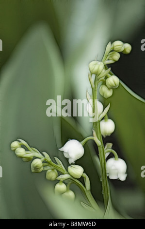 Malerische Bild des weißen Maiglöckchen Blumen Stockfoto