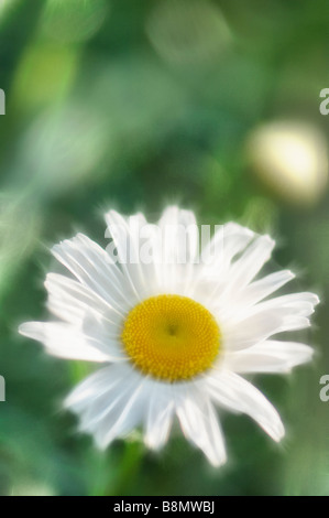 Shasta Daisy Blume. Leucanthemum x Superbum Stockfoto