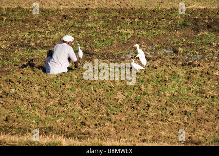 Anbau von Pflanzen auf Farm Rajasthan Indien indischen Bauern-Mann Stockfoto