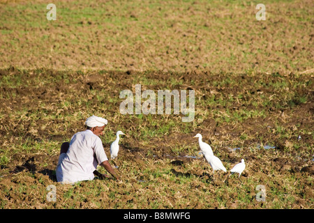 Anbau von Pflanzen auf Farm Rajasthan Indien indischen Bauern-Mann Stockfoto