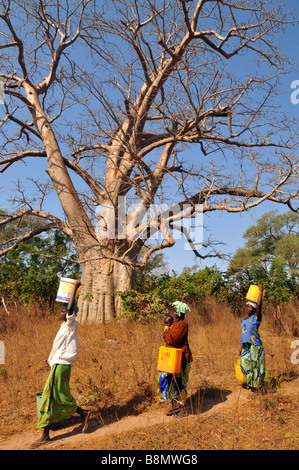 Wasser auf ihren Köpfen tragen Frauen gehen vorbei an einem Baobab-Baum, Gambia, Westafrika Stockfoto