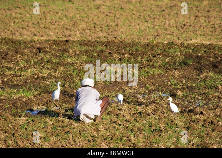 Anbau von Pflanzen auf Farm Rajasthan Indien indischen Bauern-Mann Stockfoto