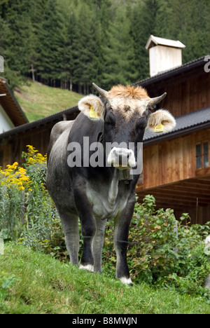 Hausrind (Bos Primigenius F. Taurus), Kuh stehend auf Wiese, Italien, Trentino, Suedtirol Stockfoto