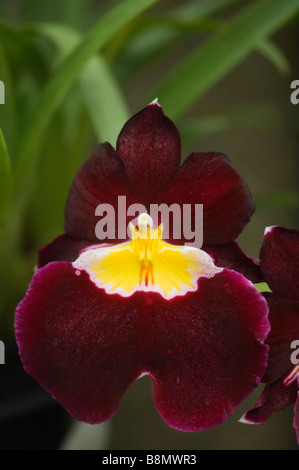 Dunkle rote Miltoniopsis Orchidee Blume Stockfoto