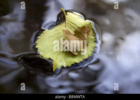 Europäische Ulme, Europäische weiße Ulme (Ulmus Laevis), Ulmen Blatt schwimmt auf Wasser Oberfläche, Deutschland, Brandenburg Stockfoto