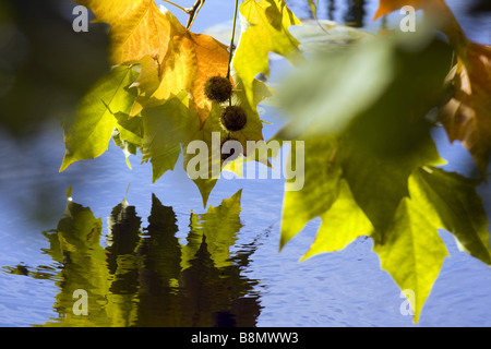 Europäischer Ebene, Maple-leaved Flugzeug, Ahornblättrige Platane, London Planetree (Platanus Hispanica, Platanus X hybrida, Platanus Hybrida, P Stockfoto