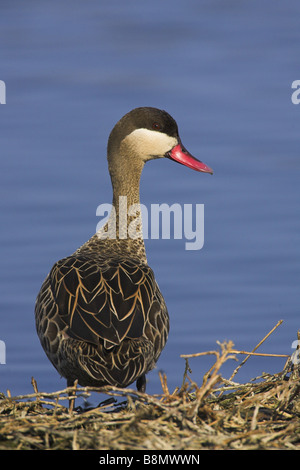 rot-billed Pintail (Anas Erythrorhyncha), am Ufer, Südafrika Stockfoto