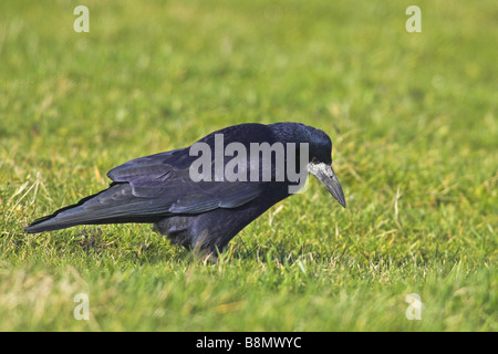 Turm (Corvus Frugilegus), auf den Feed, Niederlande, Friesland, Workum Stockfoto