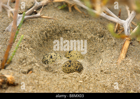 Seeregenpfeifer (Charadrius Alexandrinus), Eiern, Frankreich, Camargue Stockfoto