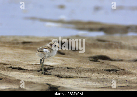 Seeregenpfeifer (Charadrius Alexandrinus), Küken, Frankreich, Camargue Stockfoto