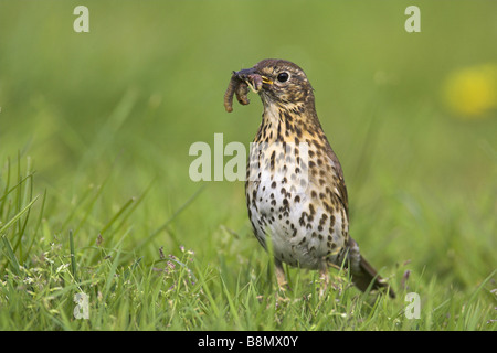 Singdrossel (Turdus Philomelos), mit Beute in Rechnung, Niederlande, Friesland Stockfoto