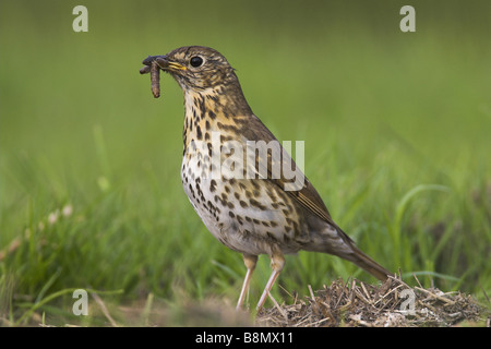 Singdrossel (Turdus Philomelos), mit Beute in Rechnung, Niederlande, Friesland Stockfoto