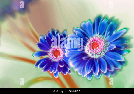 Eine Skizze der blaue Gerbera Daisy Blume paar mit rosa-rot-Zentren Stockfoto