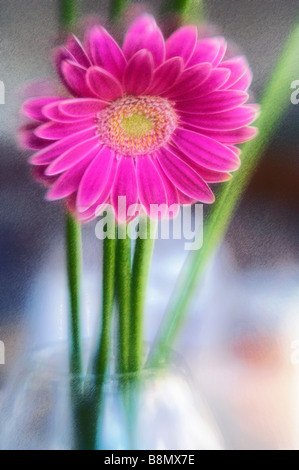 Eine Skizze des rosa Gerbera Daisy Blume Stockfoto