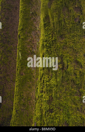 Sitka-Fichte (Picea Sitchensis) alten Waldbestands auf der Küste von Oregon Stockfoto