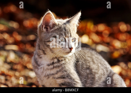Hauskatze, Hauskatze (Felis Silvestris F. Catus), Porträt, Seitenansicht Stockfoto