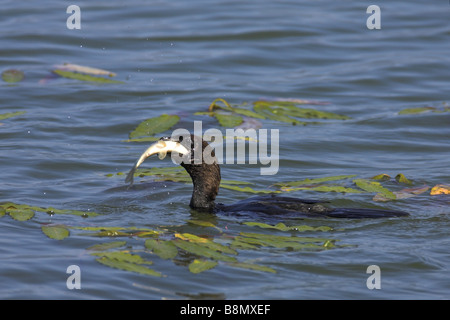 Pygmy Kormoran (Phalacrocorax Pygmeus), Schwimmen und ein Fisch, Griechenland, Kerkinisee Essen Stockfoto