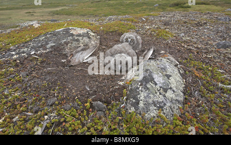 Schnee-Eule (Bubo Scundiacus, Strix Scundiaca, Nyctea Scundiaca), zwei Jungvögel mit Beute, Finnland, Lappland Stockfoto